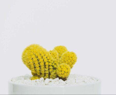 Yellow cactus again white background.